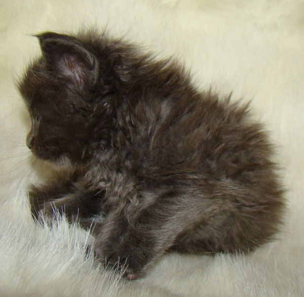     Catsvill County!   !    !       !!!    Catsvill County +7-926-544-74-09     .   ,   ,   ,    ,   ,  ,     ,   -,    ,   !